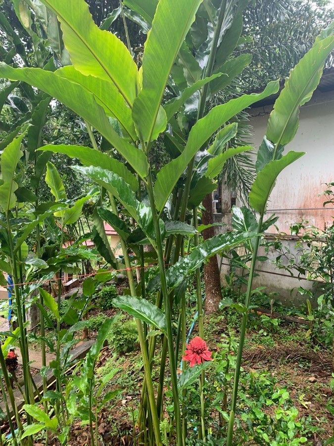 Etlingera elatior — search result for 'Zingiberaceae'