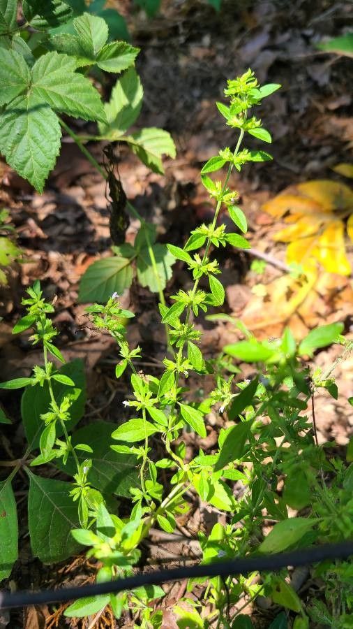 Hedeoma pulegioides flower