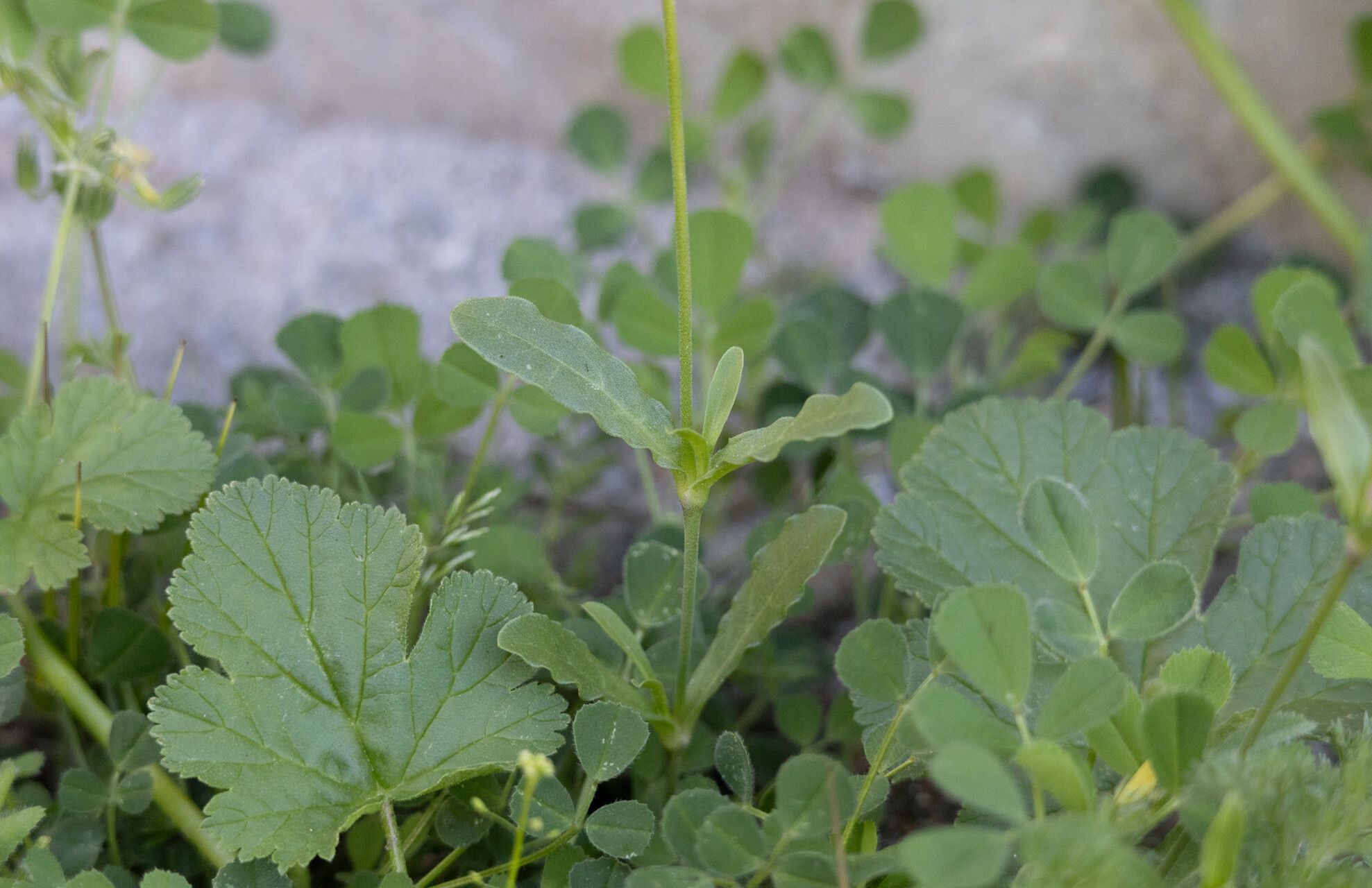 Silene diversifolia — houseplant care guide