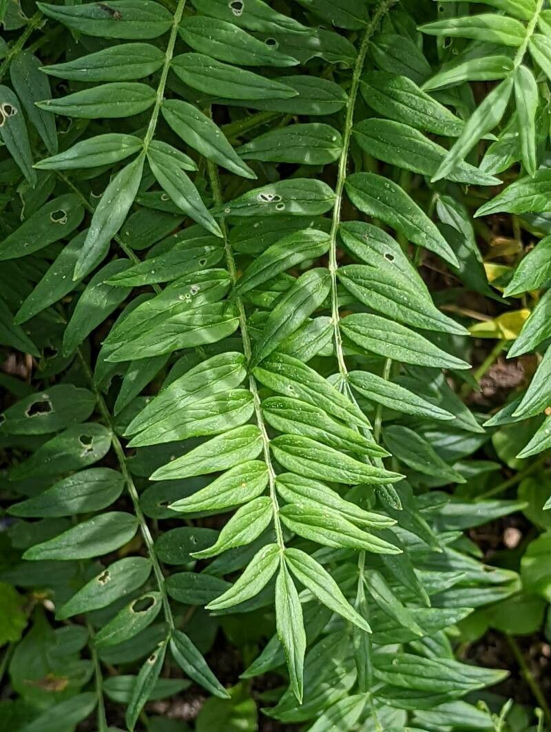 Polemonium caeruleum leaf