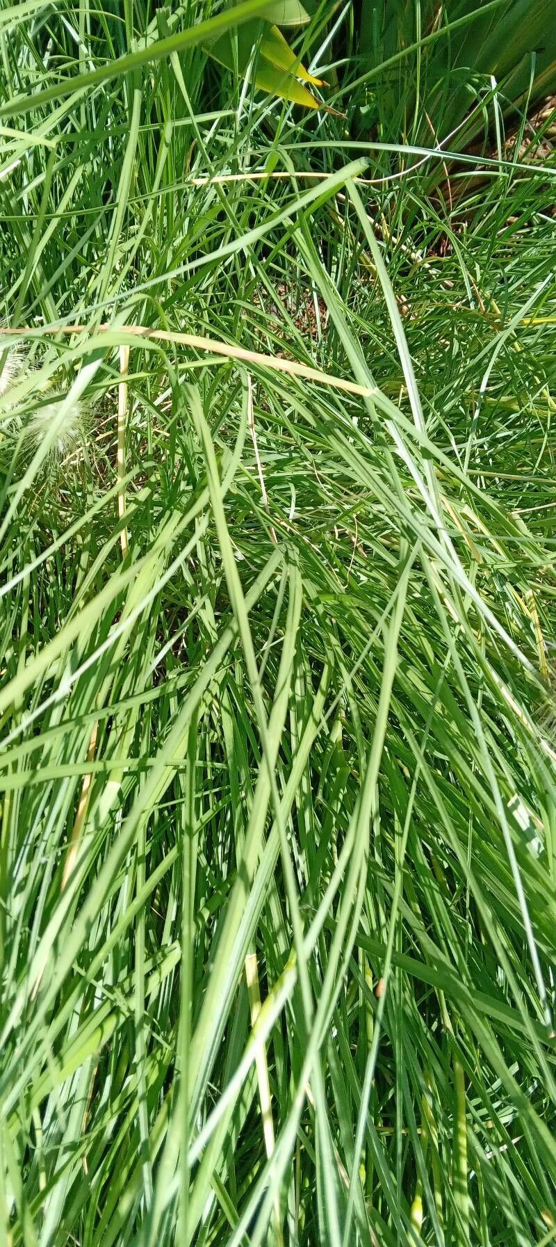Pennisetum orientale leaf