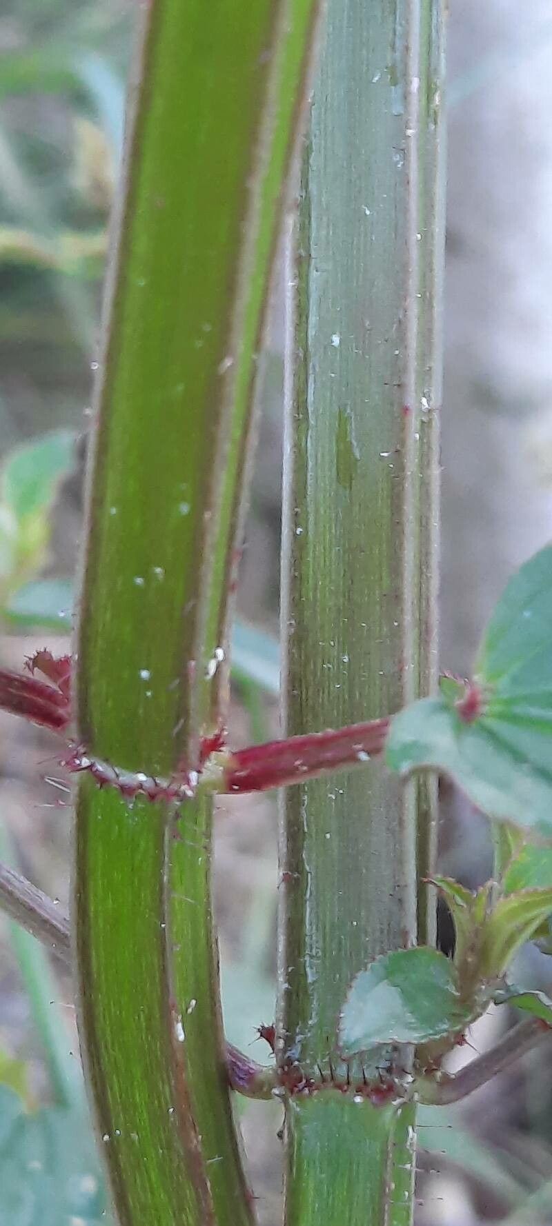 Arthrostemma ciliatum bark