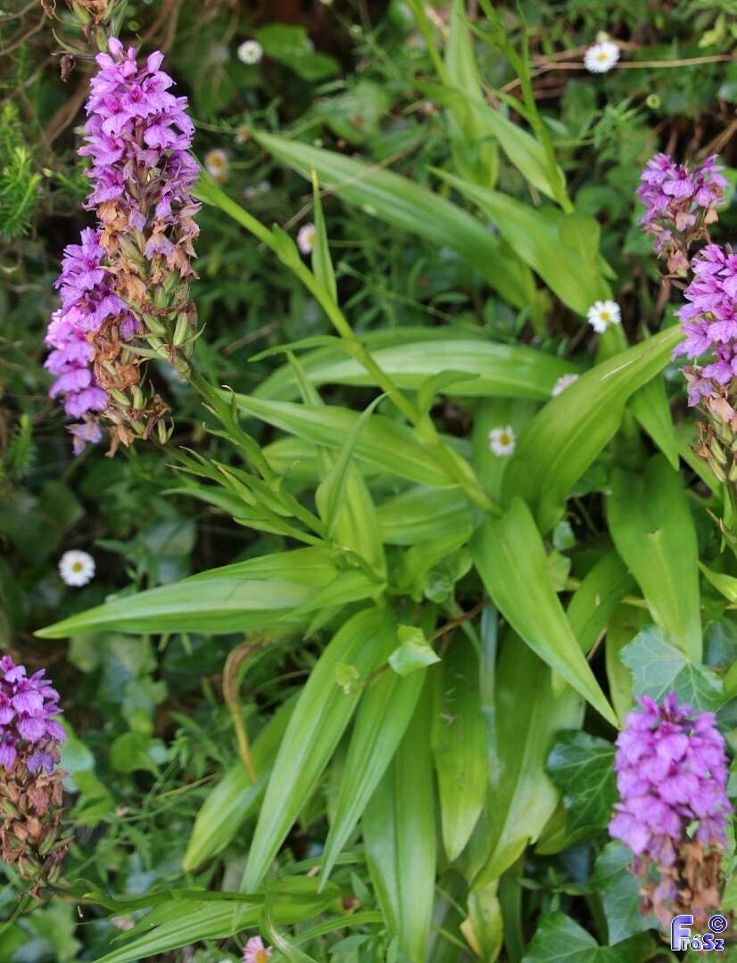 Dactylorhiza foliosa — search result for 'Orchidaceae'