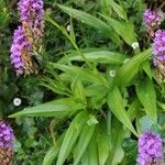 Dactylorhiza foliosa