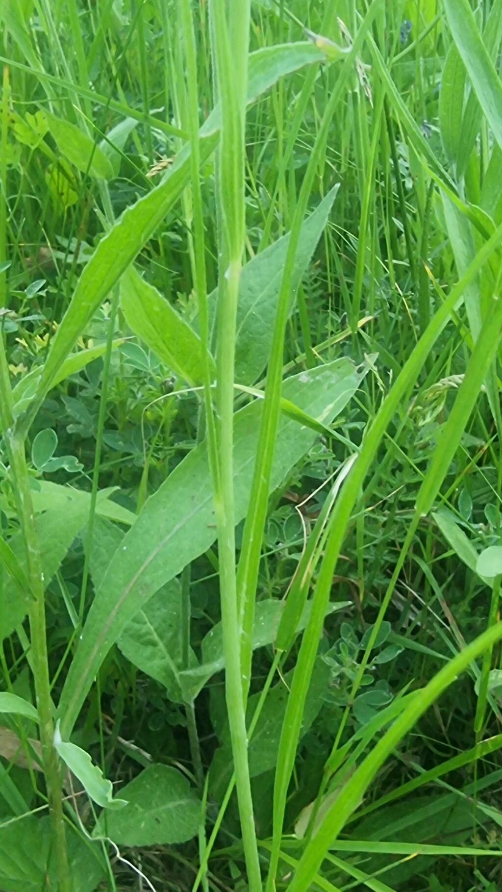 Scorzonera rosea — search result for 'Scorzonera'