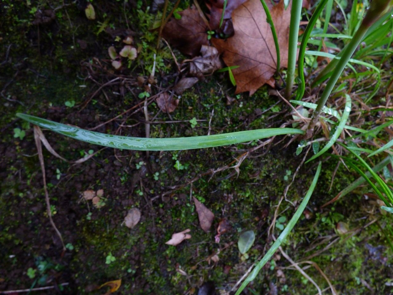 Cyrtanthus mackenii leaf