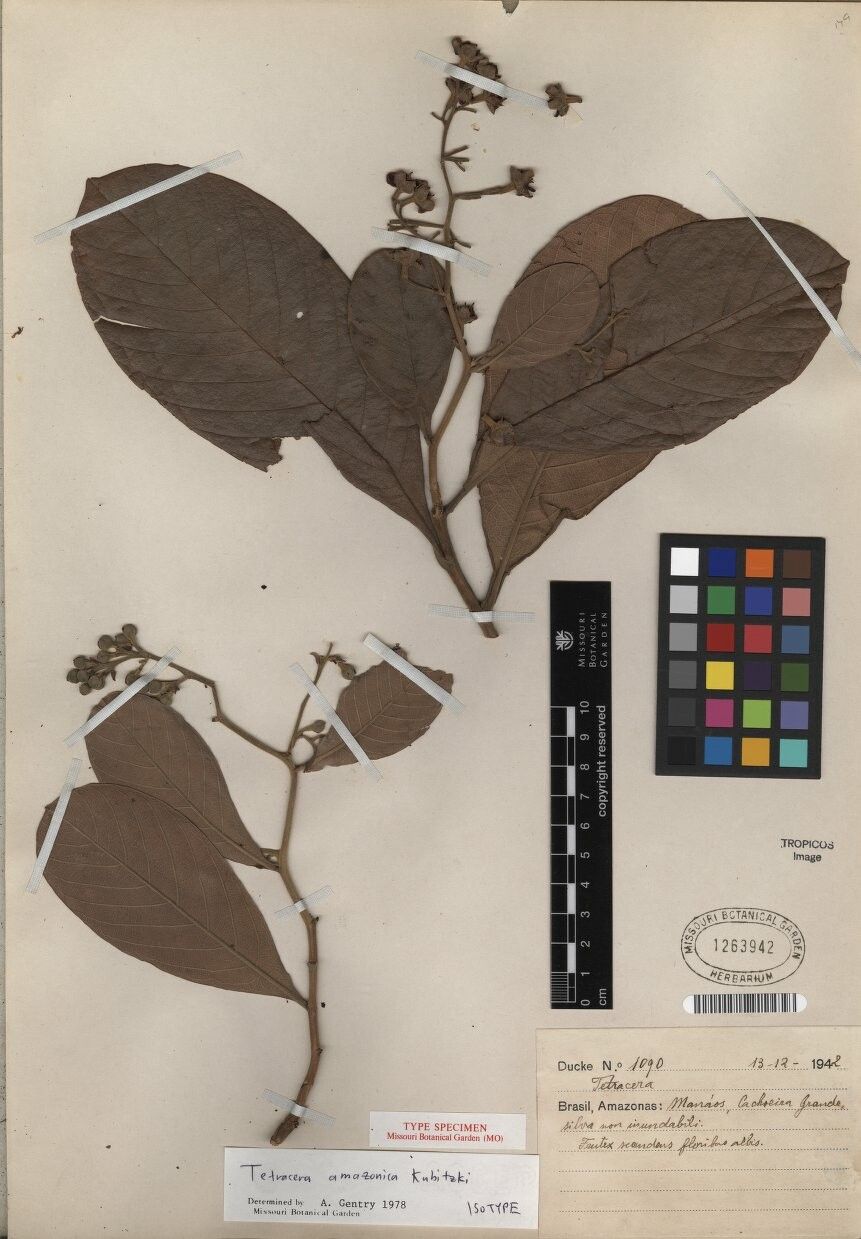 Tetracera amazonica — related species from the same genus