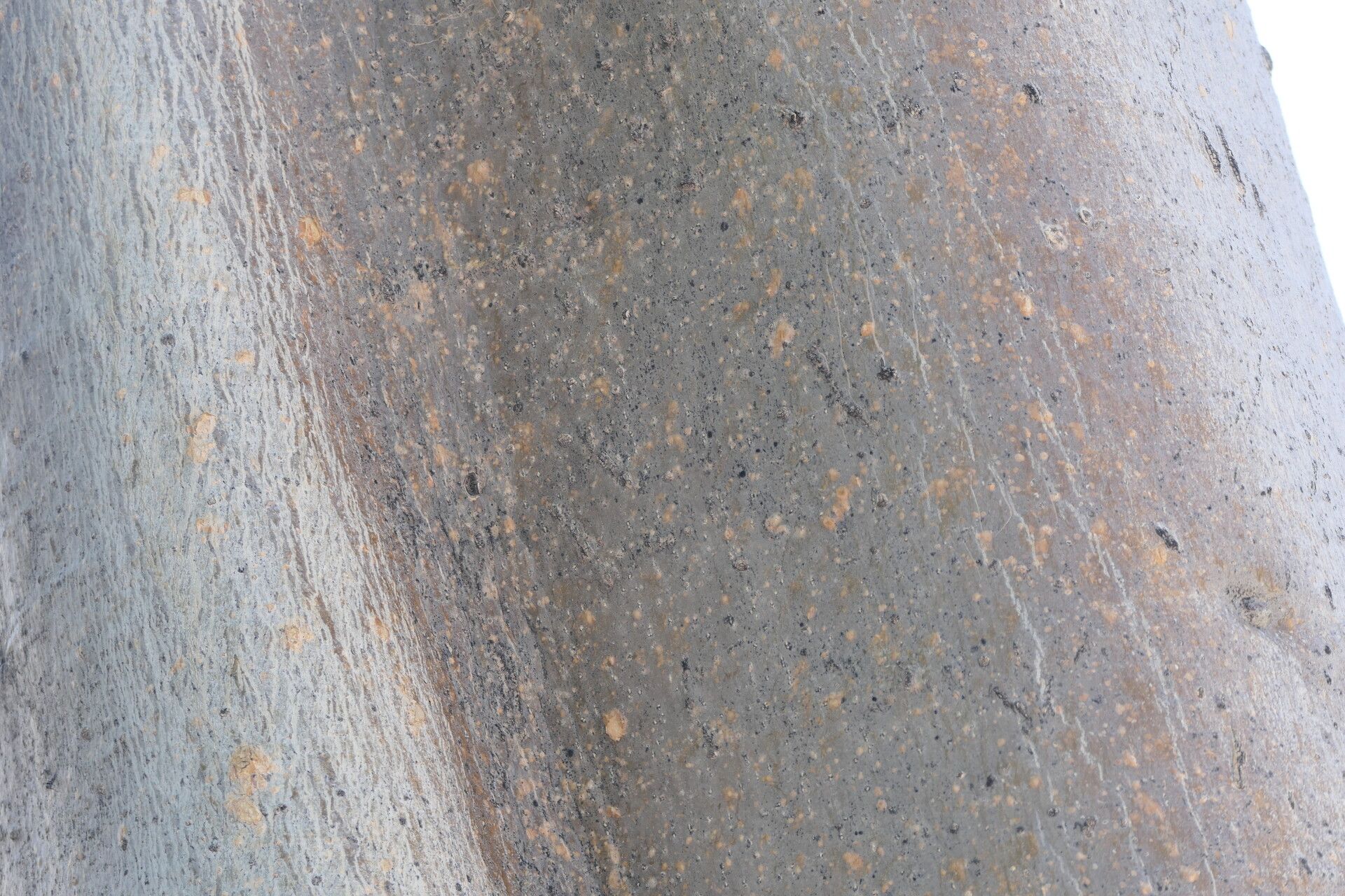 Moringa ovalifolia bark