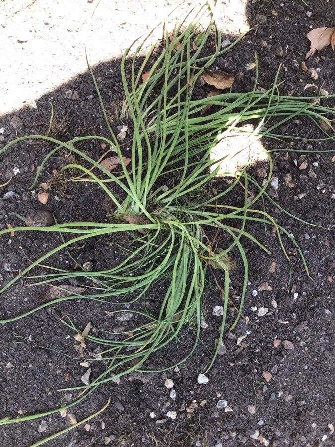 Albuca setosa — houseplant care guide