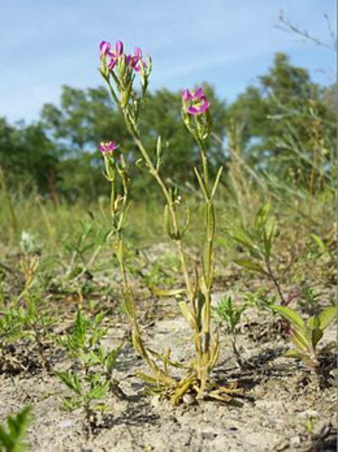Centaurium uliginosum — houseplant care guide