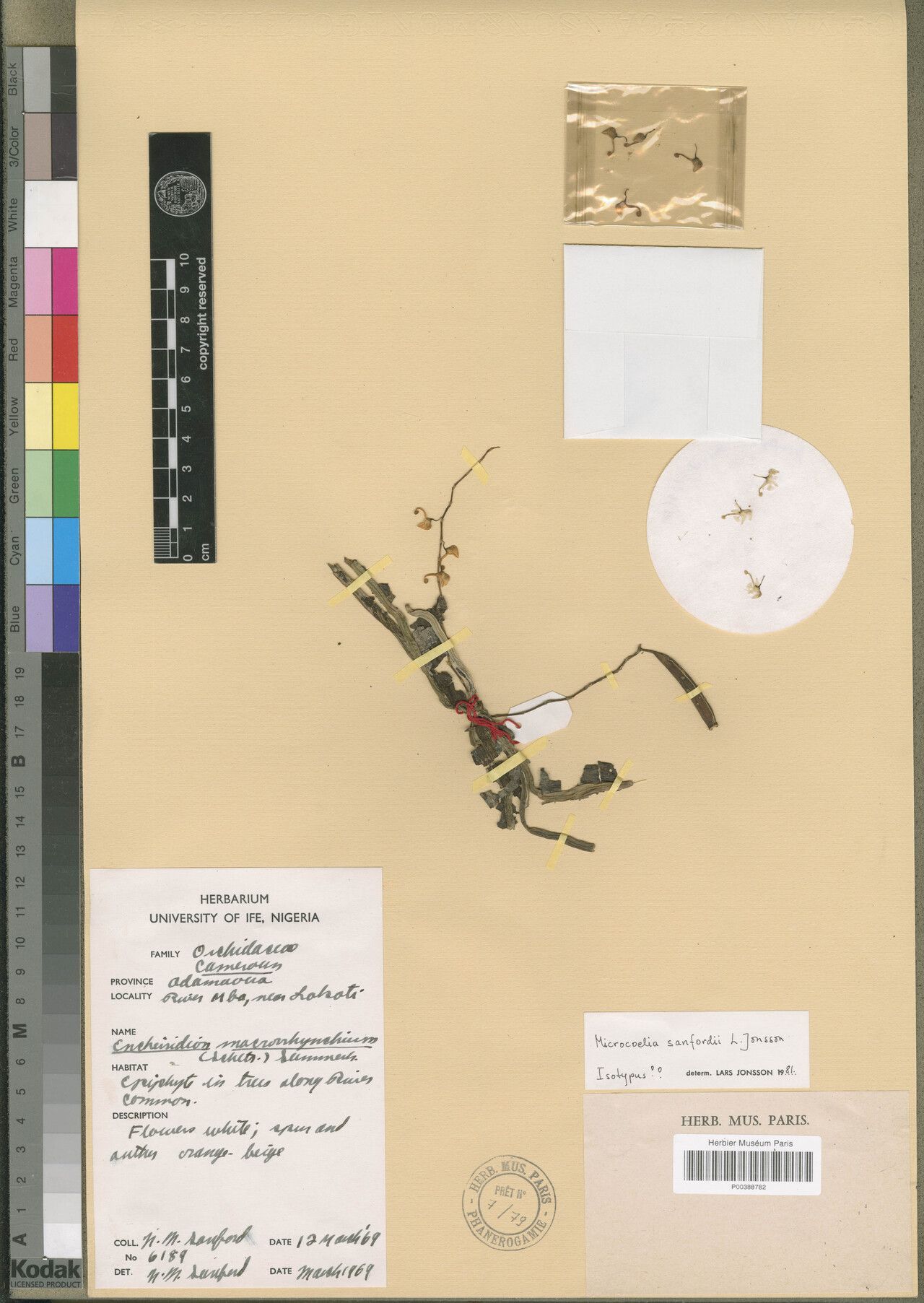 Microcoelia sanfordii — houseplant care guide