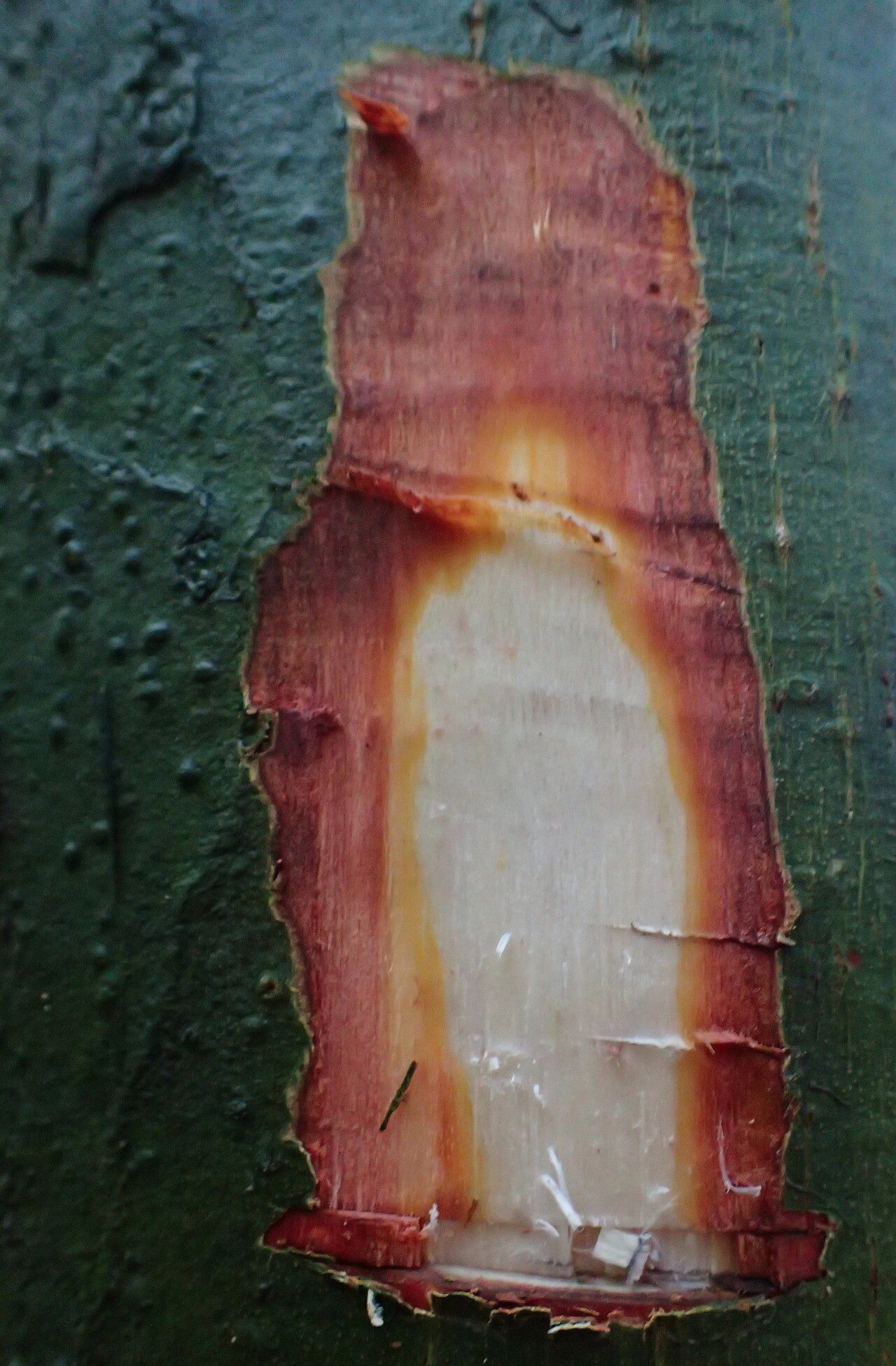 Carapa gogo — related species from the same genus