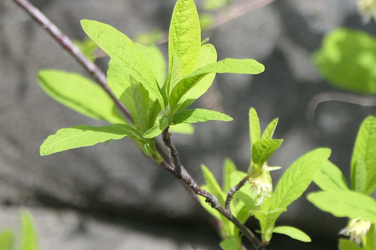 Oemleria cerasiformis leaf