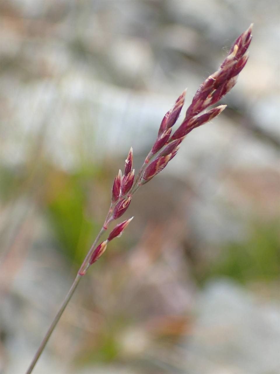 Poa cenisia fruit
