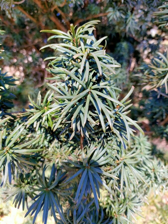 Cephalotaxus harringtonia — full shade houseplant