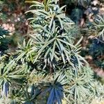 Cephalotaxus harringtonia