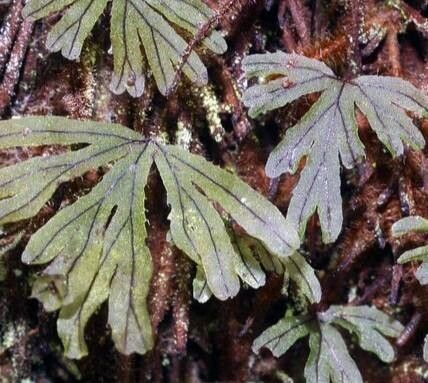 Hymenophyllum lyallii — houseplant care guide