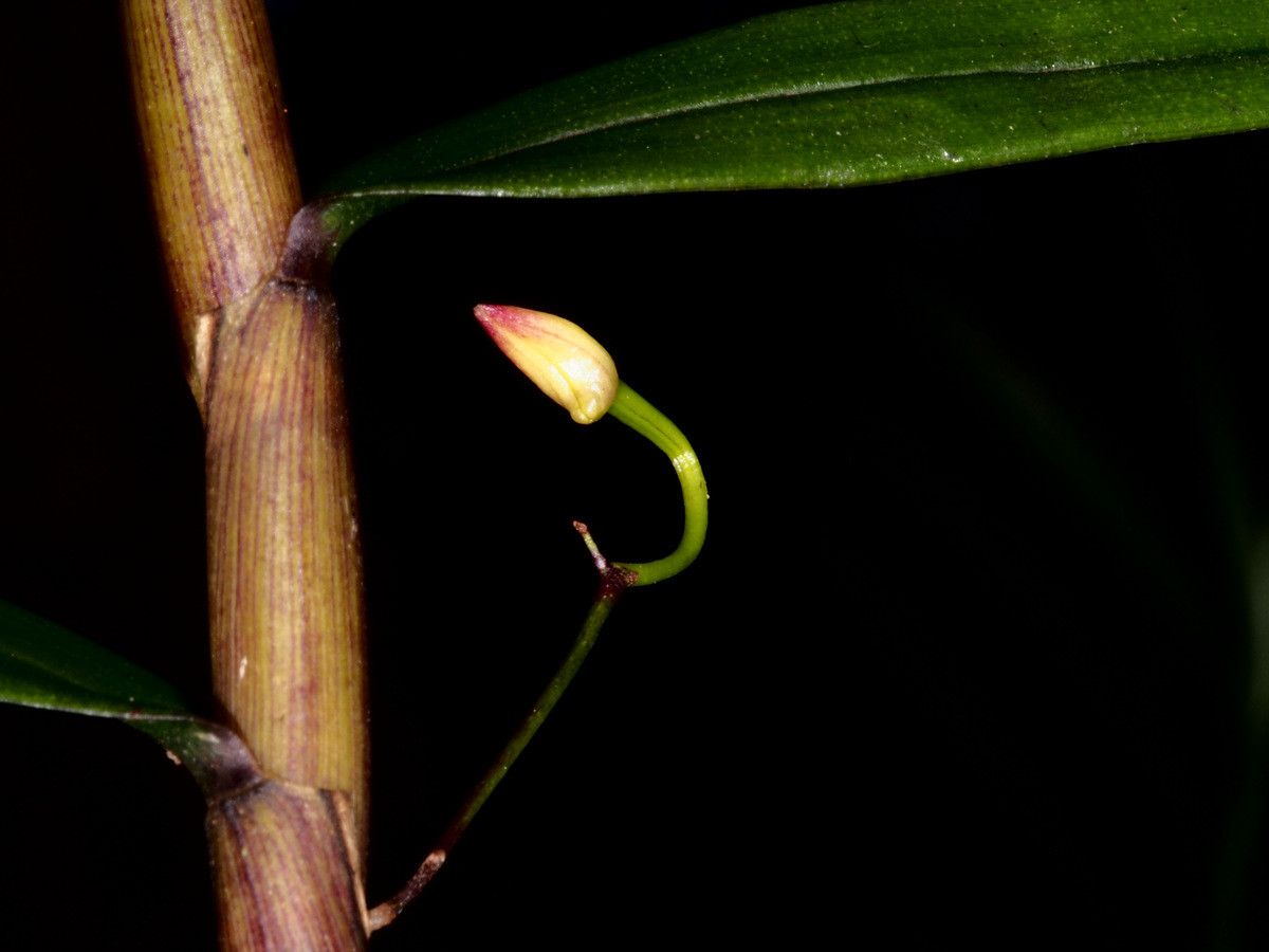 Dendrobium cleistogamum flower