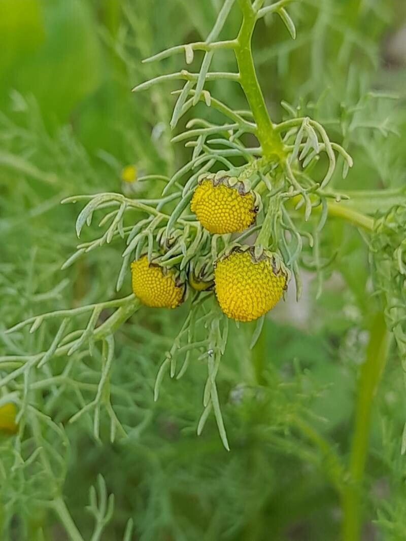 Matricaria aurea flower