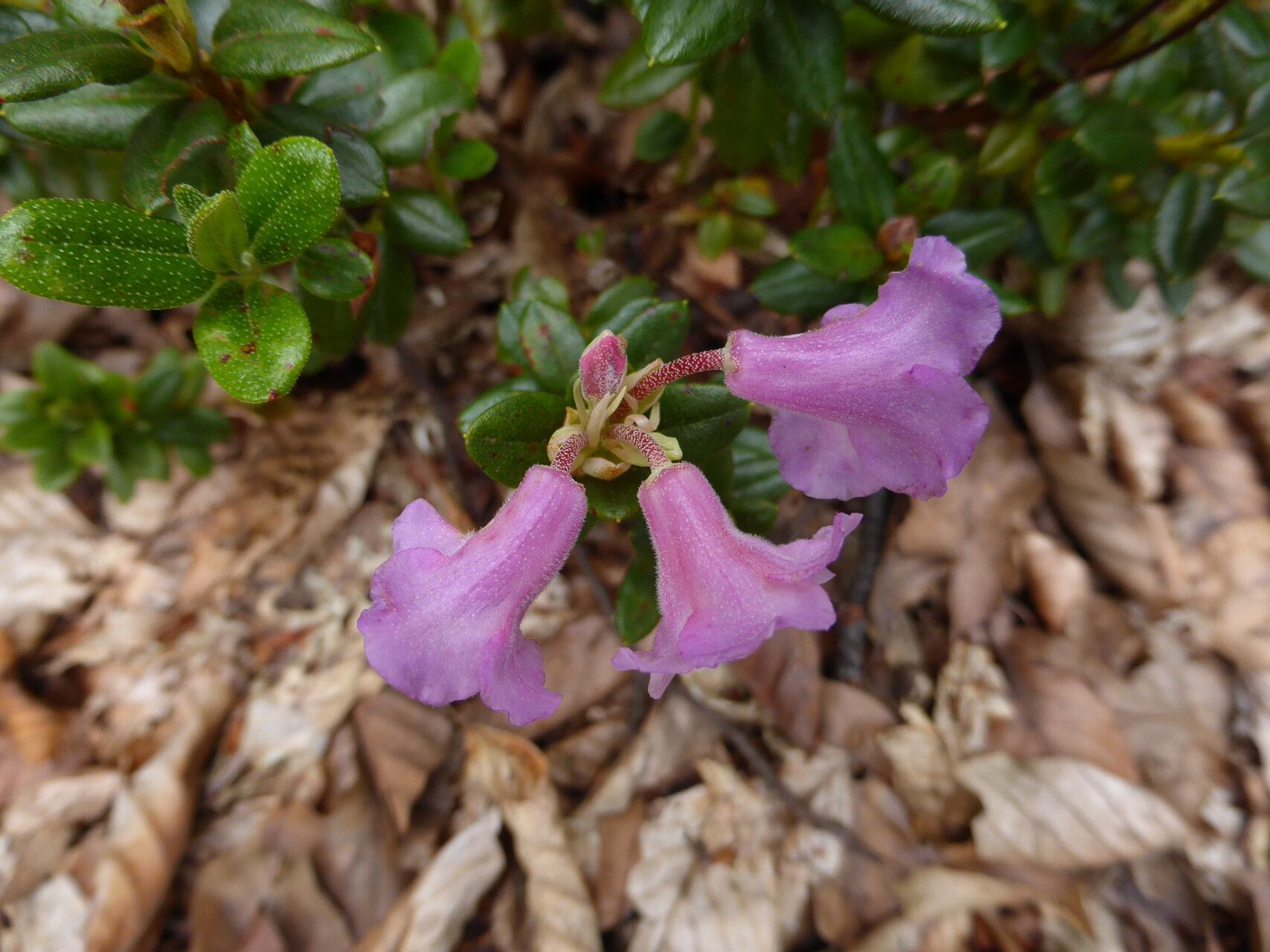 Rhododendron pumilum flower
