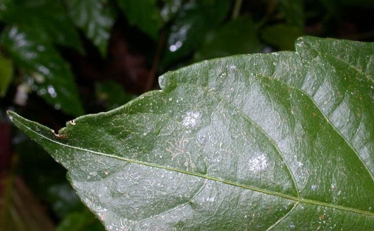 Paullinia pterocarpa leaf