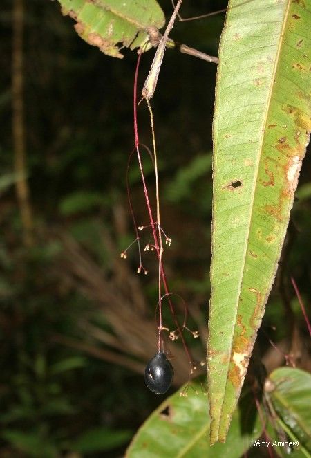 Syzygium ramilepis habit