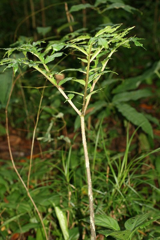 Dracontium polyphyllum habit