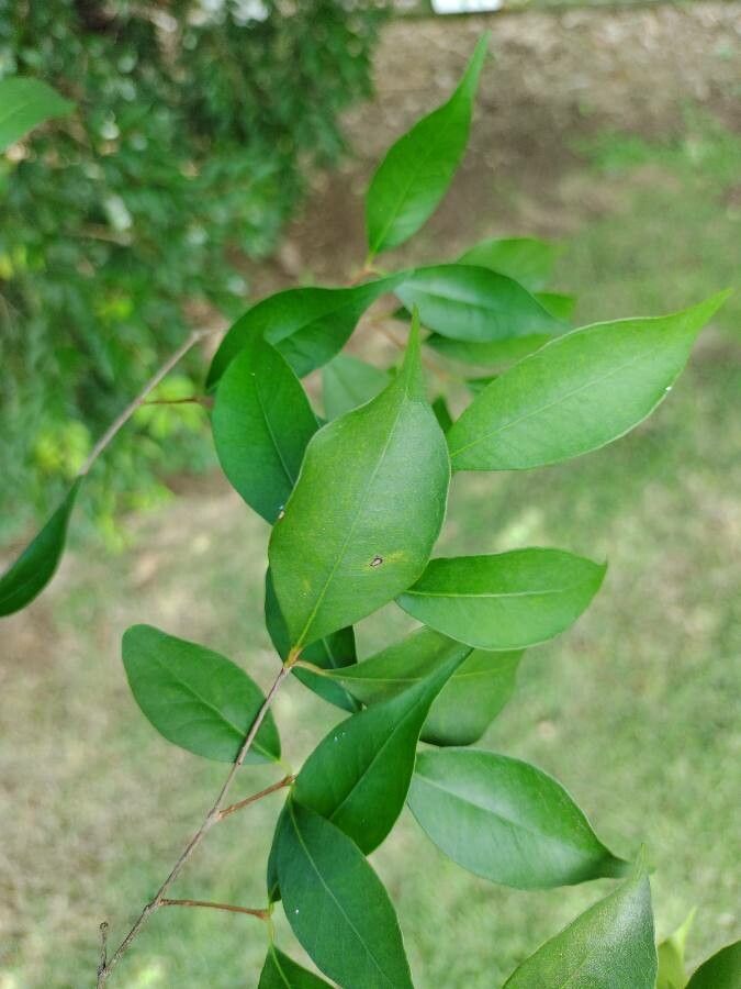 Eugenia rostrifolia — search result for 'Eugenia'