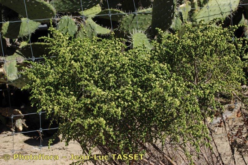 Thymelaea lythroides habit