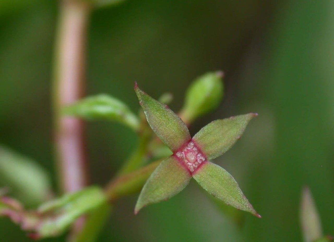 Ludwigia affinis flower