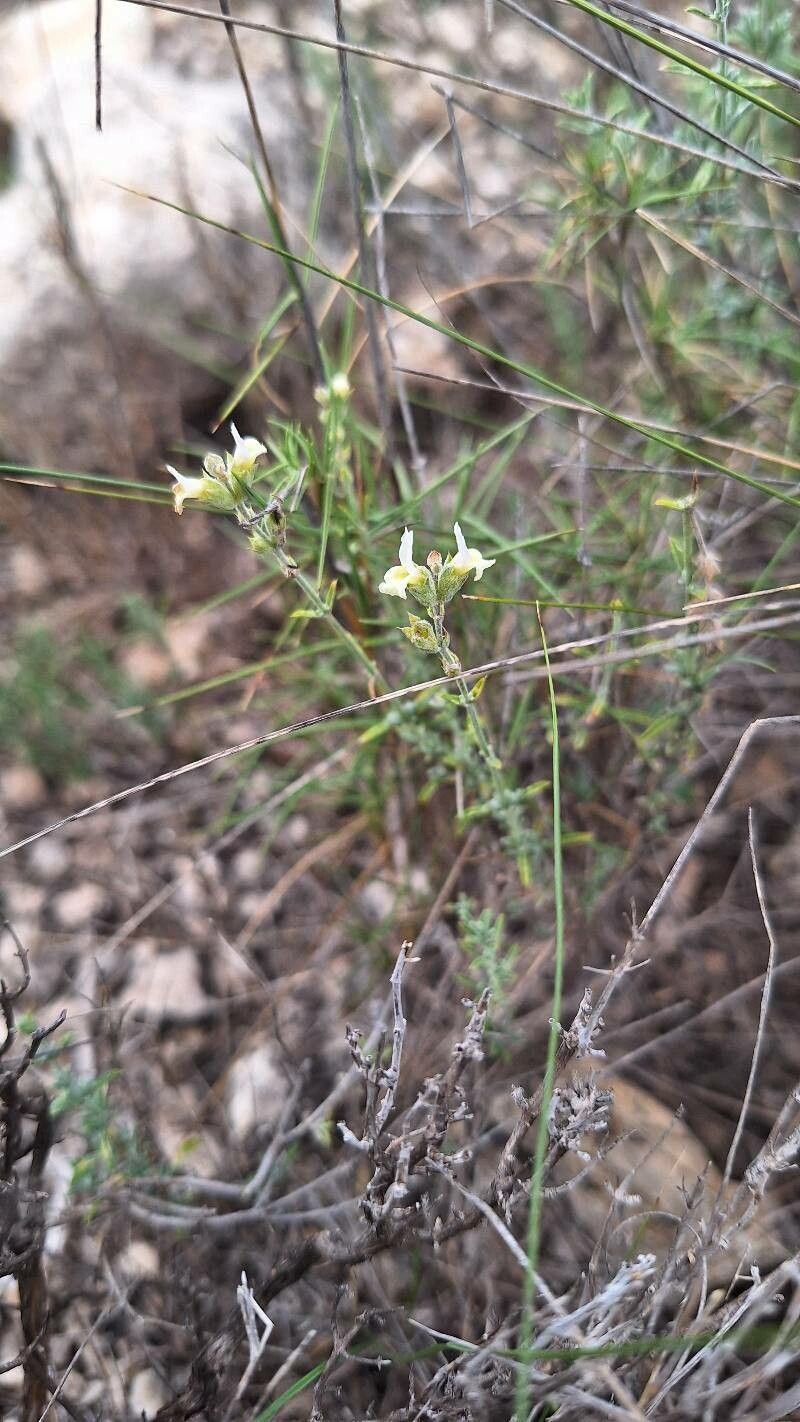 Sideritis bourgeana leaf