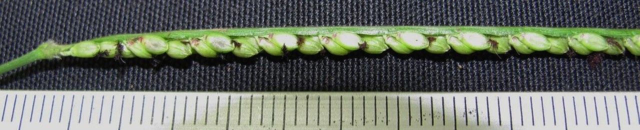 Paspalum pilosum other