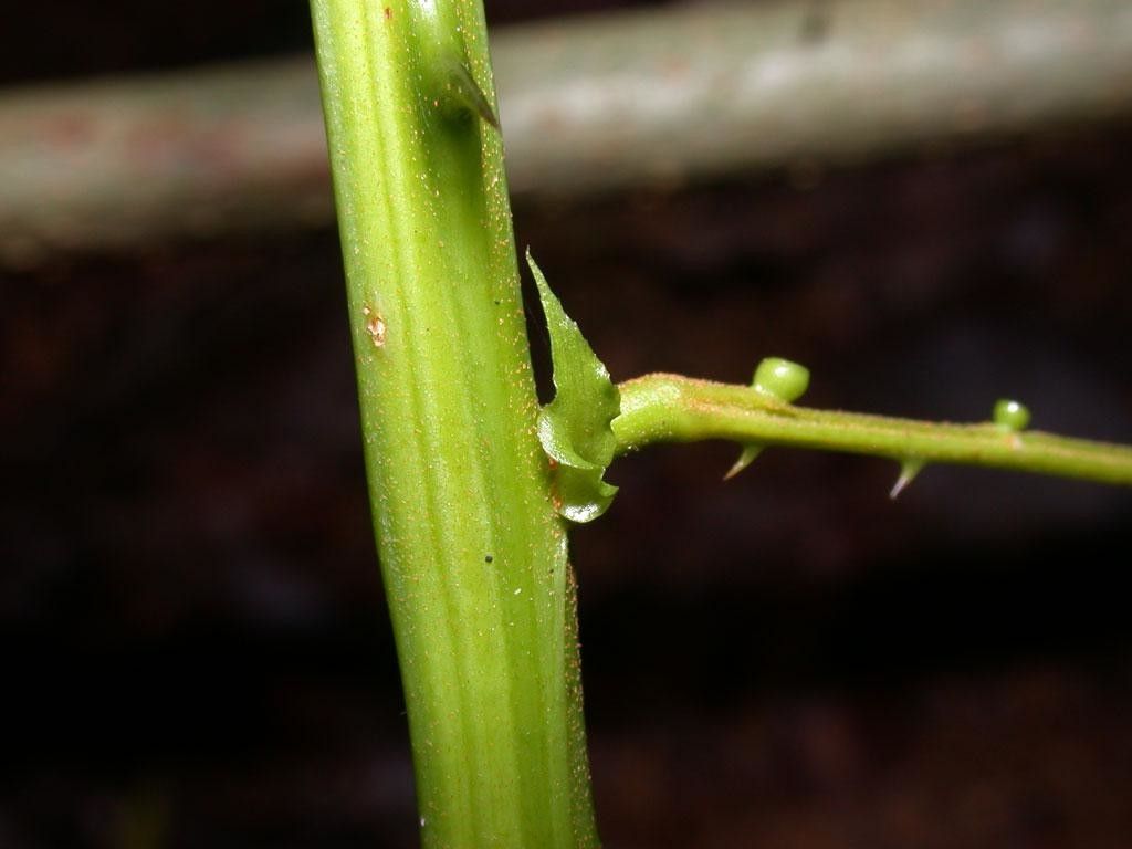 Senegalia multipinnata bark