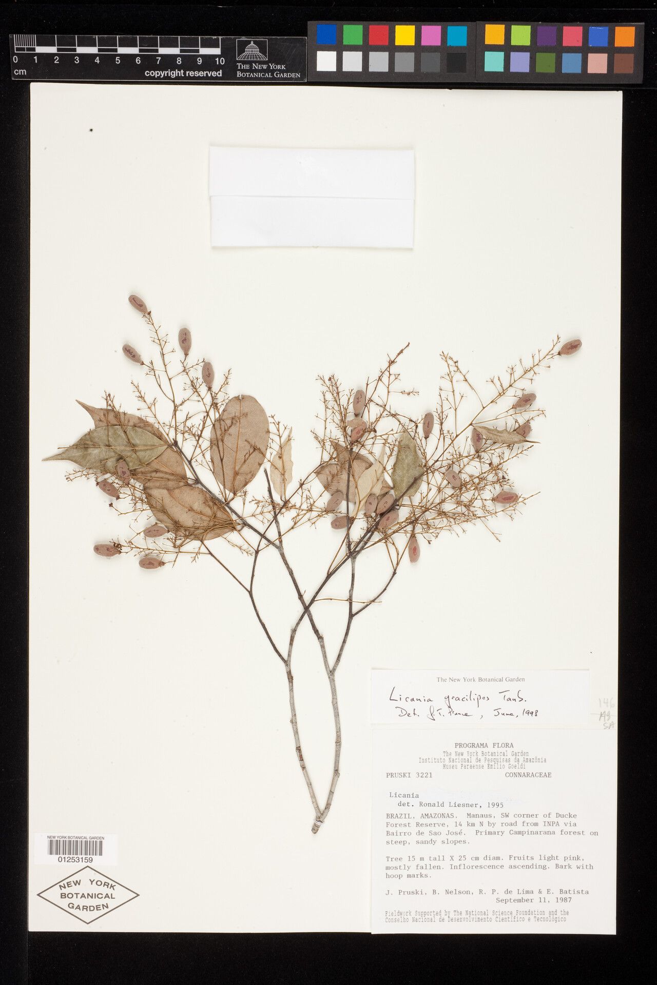 Licania gracilipes — houseplant care guide