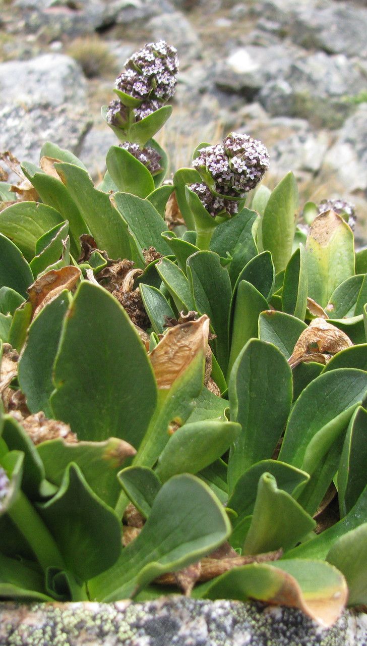 Valeriana nivalis habit