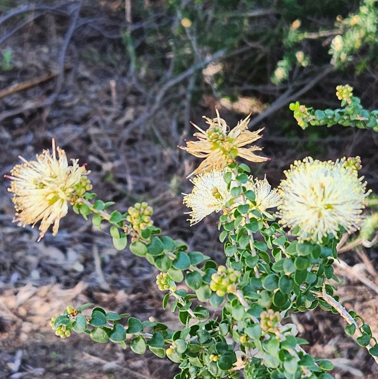 Melaleuca huttensis — houseplant care guide