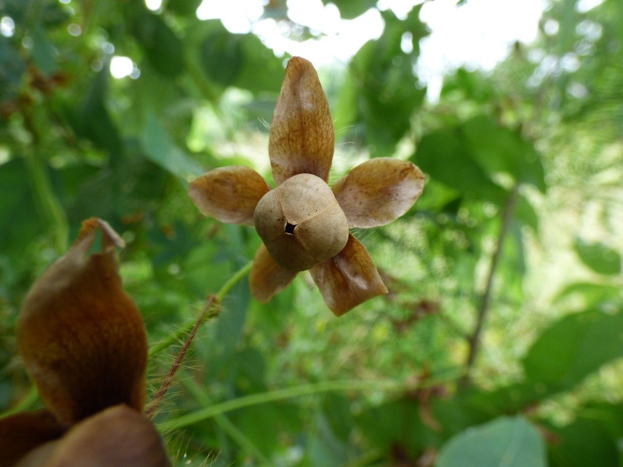 Merremia aegyptia fruit