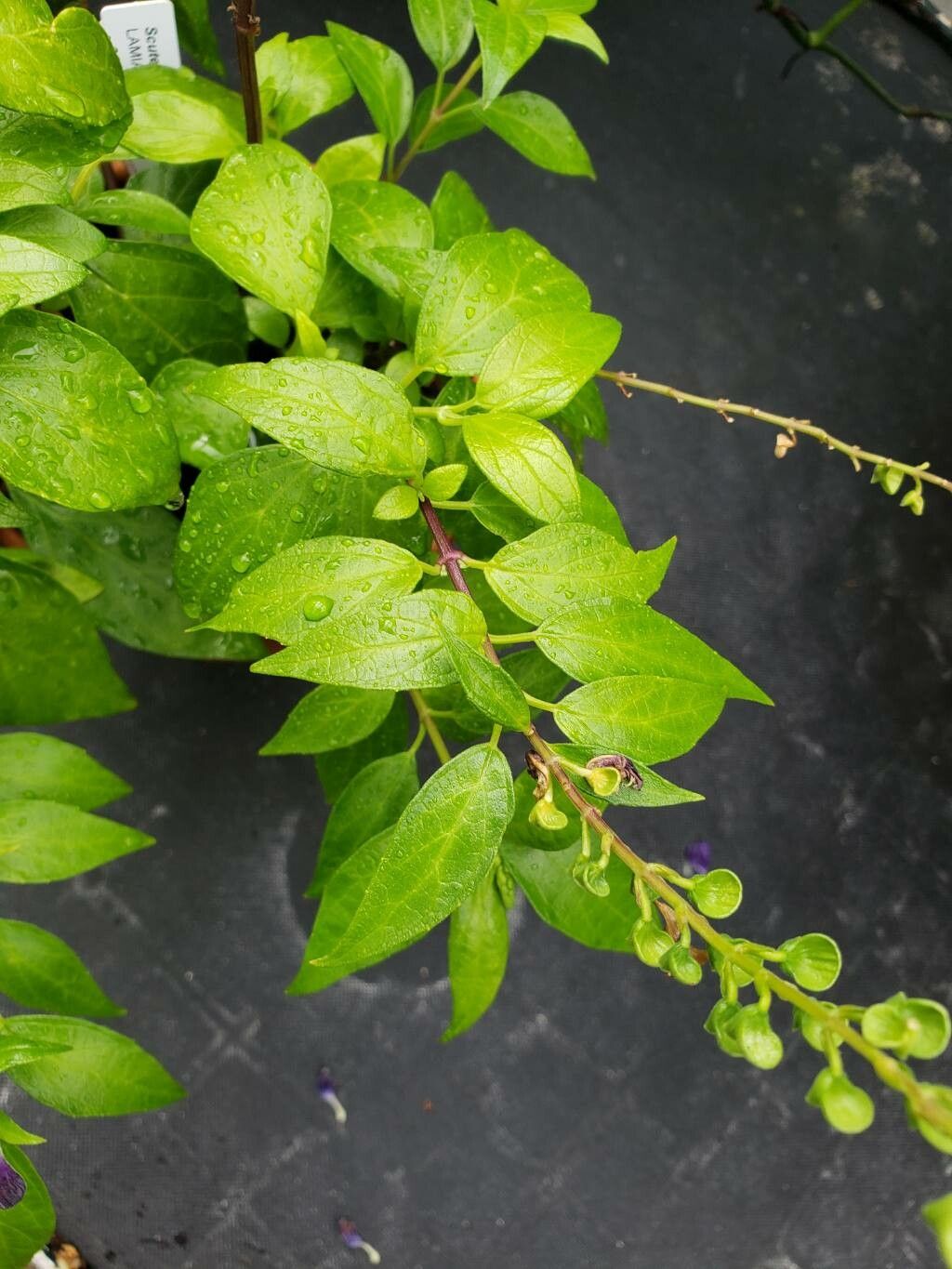 Scutellaria javanica leaf