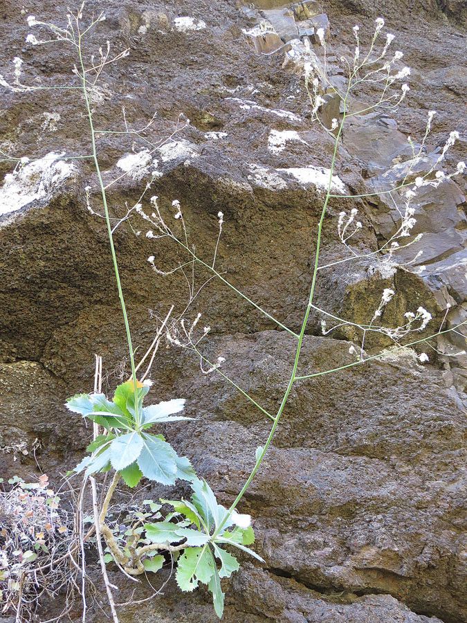Crambe laevigata flower