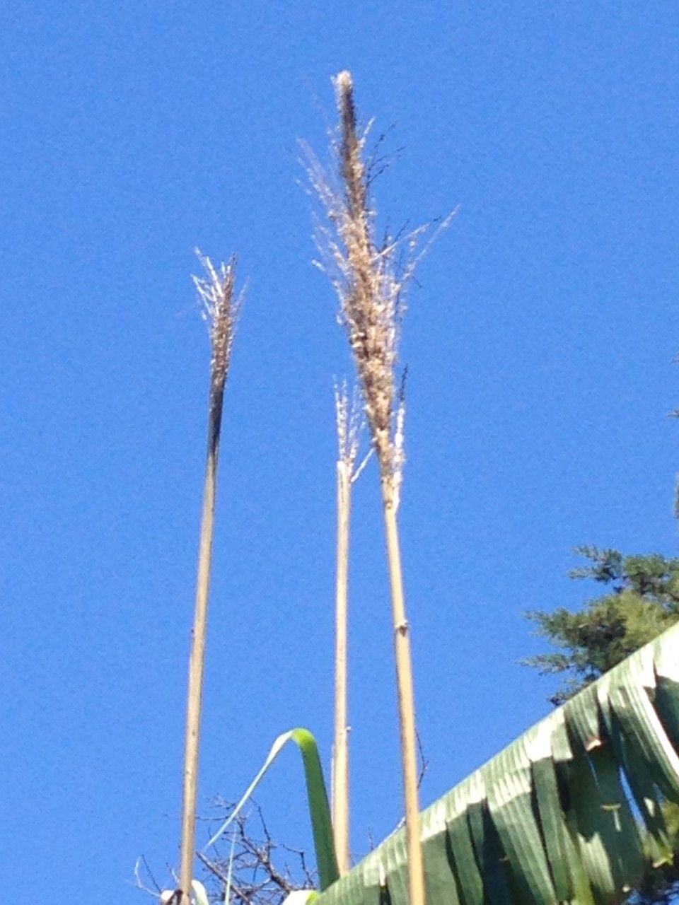 Saccharum officinarum fruit