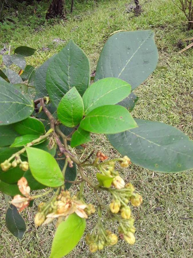 Senna papillosa — search result for 'Senna'