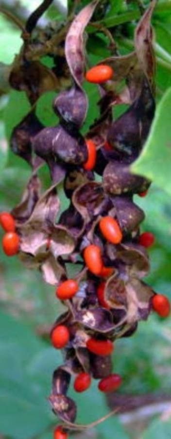 Erythrina berteroana fruit