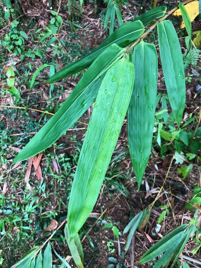 Schizostachyum brachycladum leaf