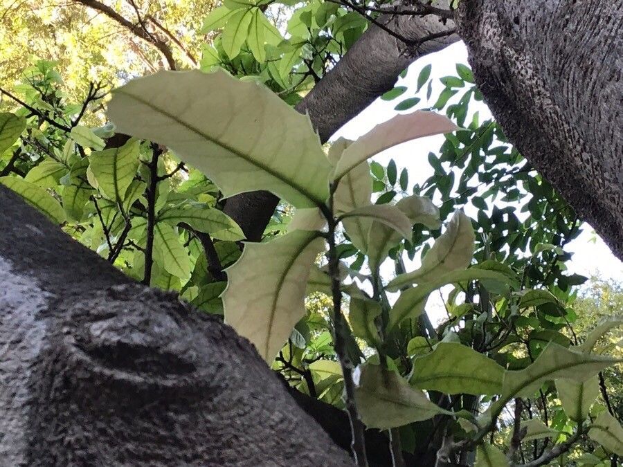 Hippomane spinosa leaf