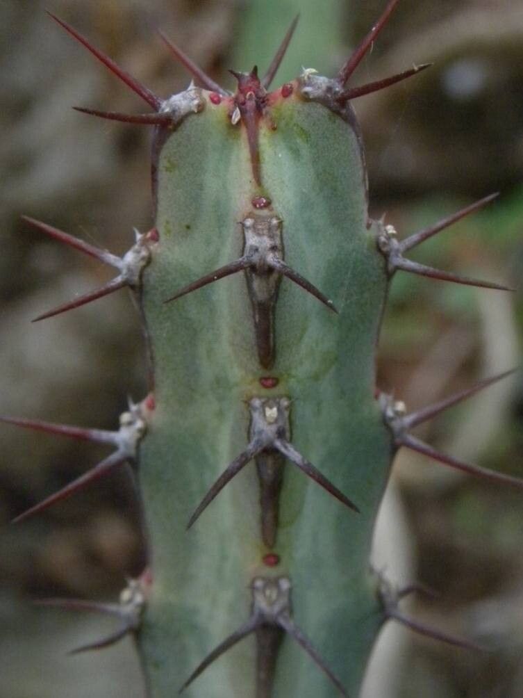 Euphorbia speciosa — houseplant care guide