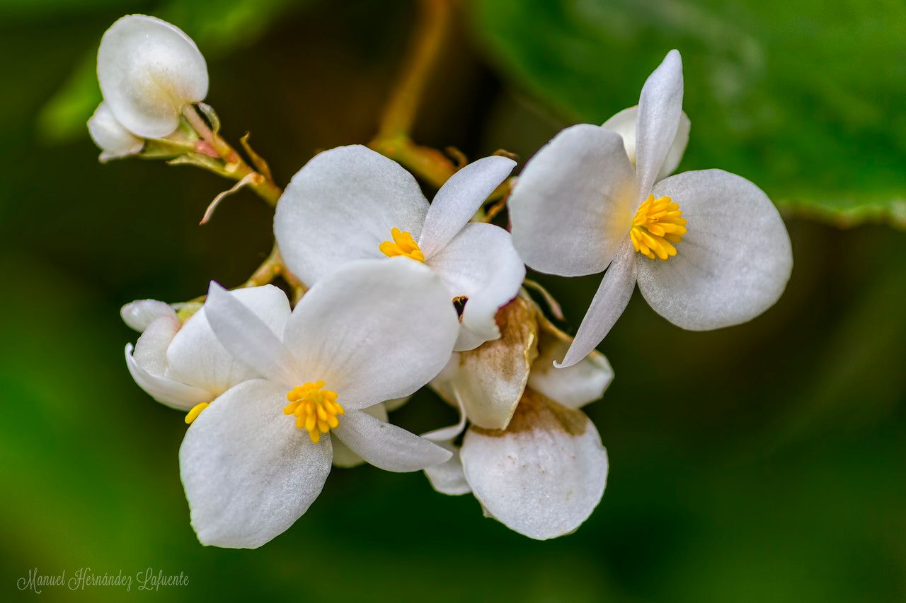 Begonia cubensis flower