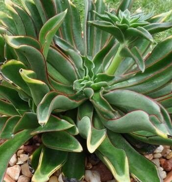 Echeveria tamaulipana — houseplant care guide