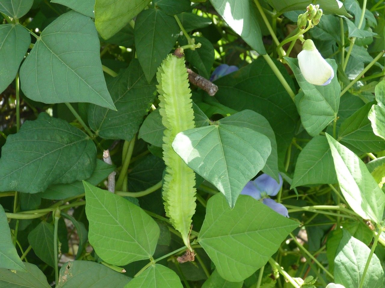 Psophocarpus tetragonolobus fruit