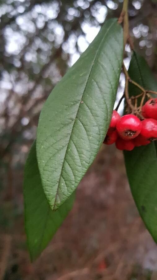 Cotoneaster frigidus