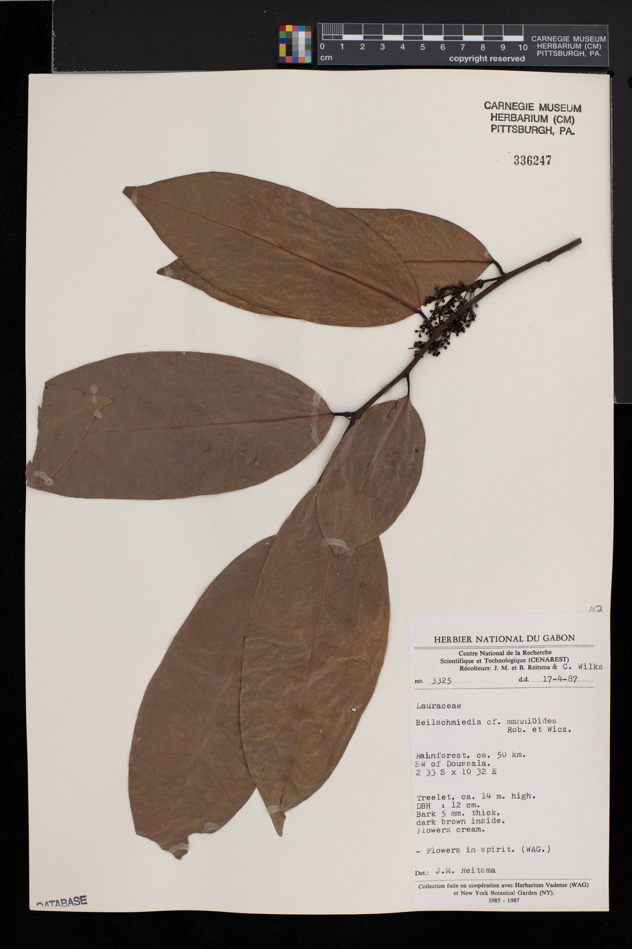 Beilschmiedia mannioides — houseplant care guide